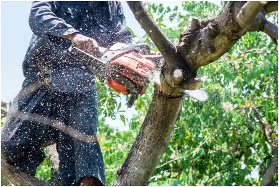 tree services Trucksville